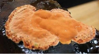 牛樟芝的人工栽培发展历史